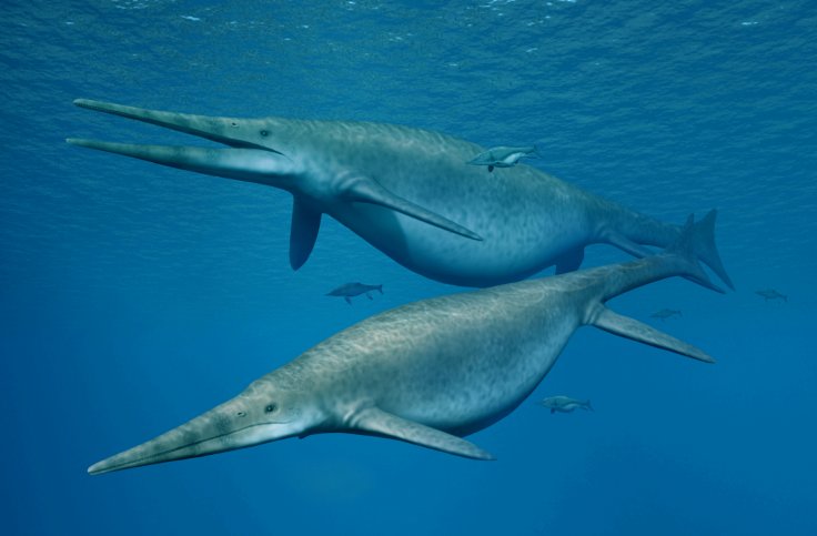 Shonisaurus, a giant ichthyosaur is pictured in this handout reconstruction image obtained by Reuters April 9, 2018. A jawbone from a giant ichthyosaur similar to this species was found on an English beach, and scientists have determined that the huge mar