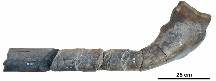 The jaw bone of a giant ichthyosaur found on an English beach is pictured in this undated handout photo obtained by Reuters April 9, 2018. Scientists have determined that the huge marine reptile that lived 205 million years ago during the Triassic period 