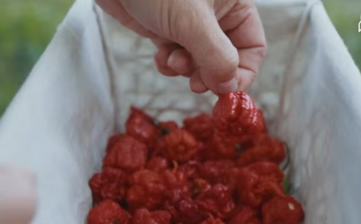 Carolina Reaper Carolina Reaper