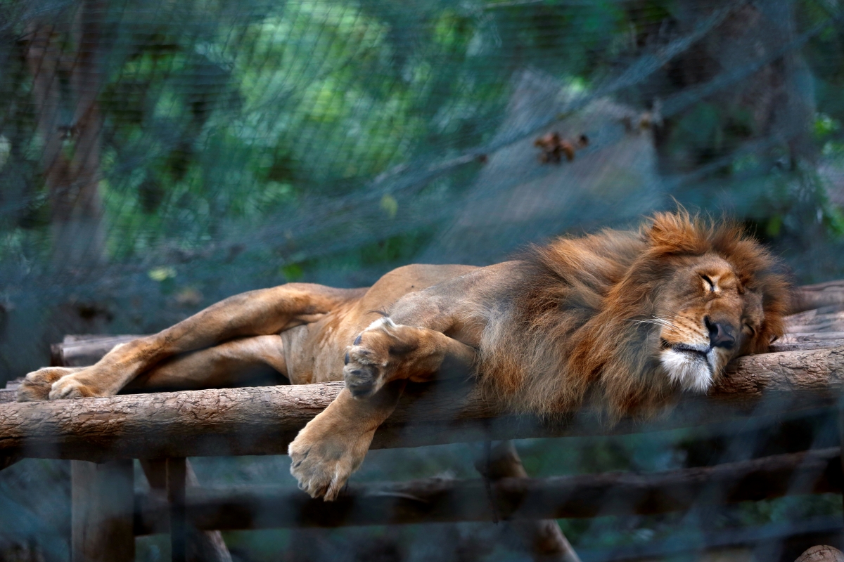 At least 50 animals have starved to death in the last six months one of Venezuela's main zoos due to chronic food shortage in the South American nation.At least 50 animals have starved to death in the last six months one of Venezuela's main zoos due to 