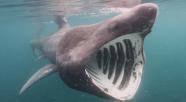 Hundreds Of Basking Sharks Off US Coast Baffle Experts