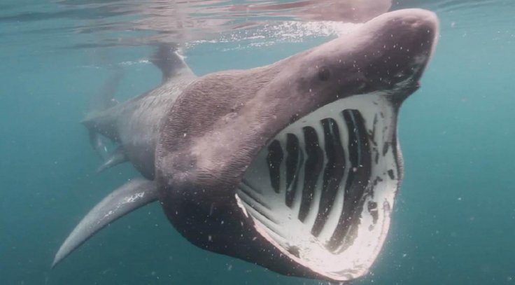 basking shark