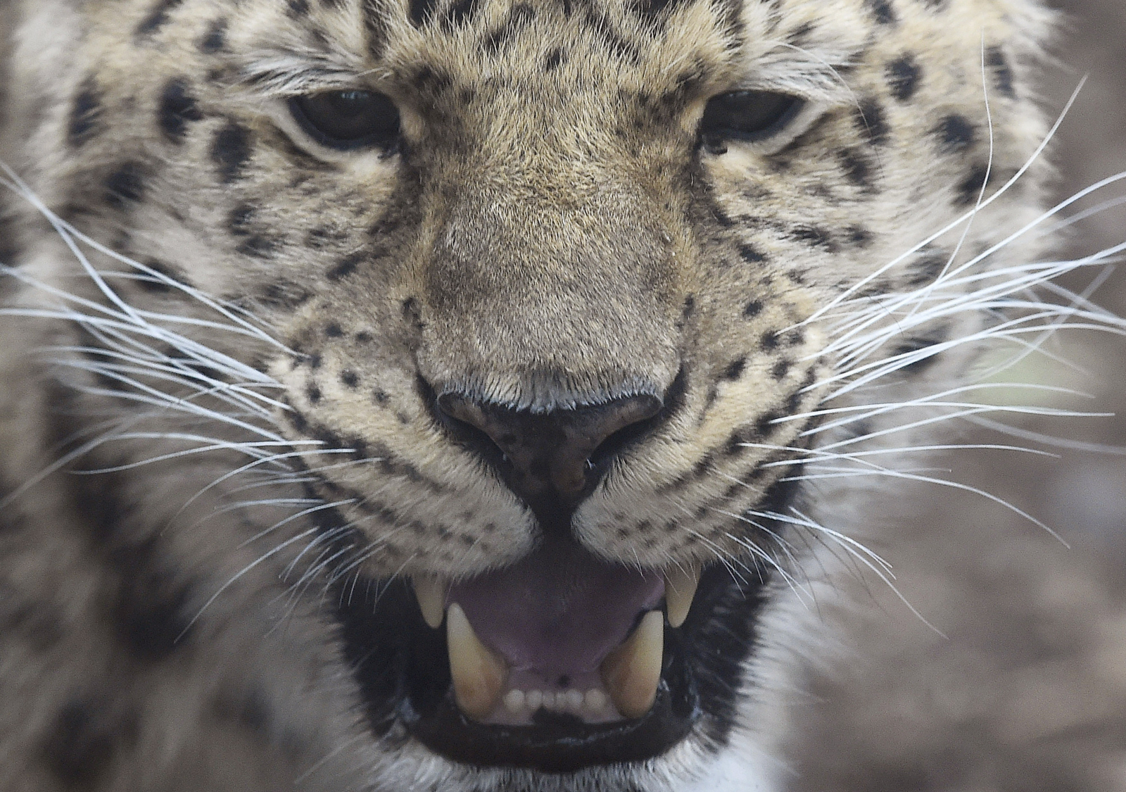 Amur Leopard
