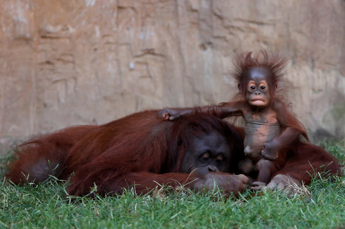 Bornean Orangutan