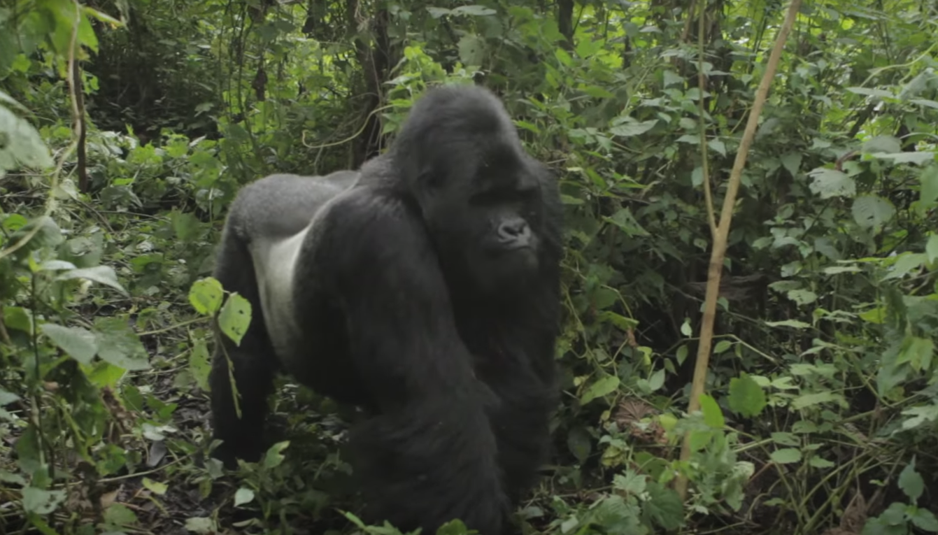 eastern lowland gorilla predators