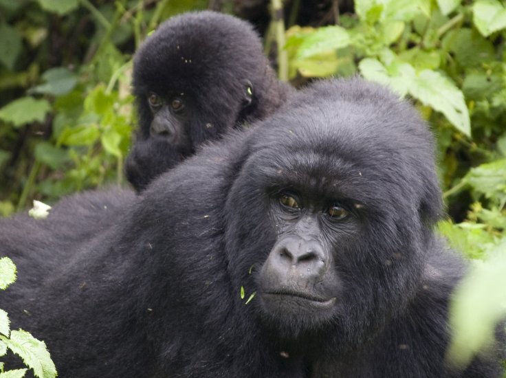 Mountain Gorilla