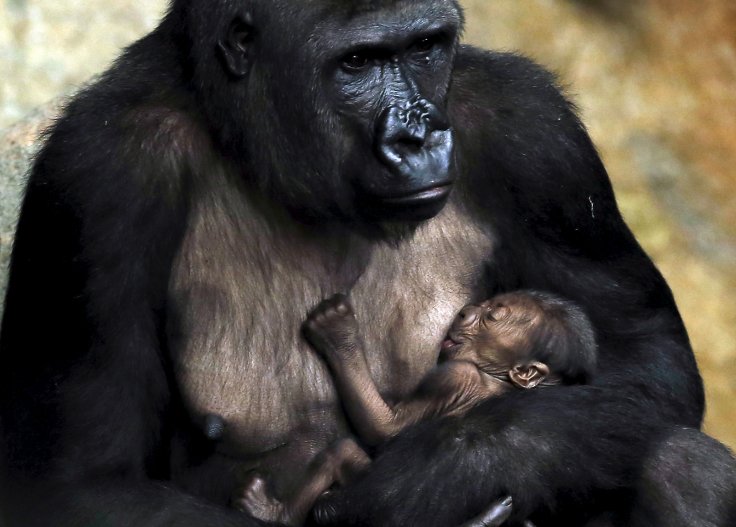 Western Lowland Gorilla