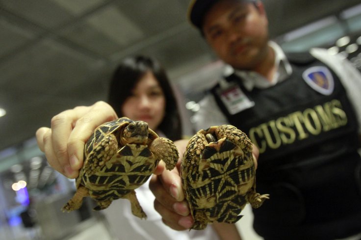 Indian star tortoises