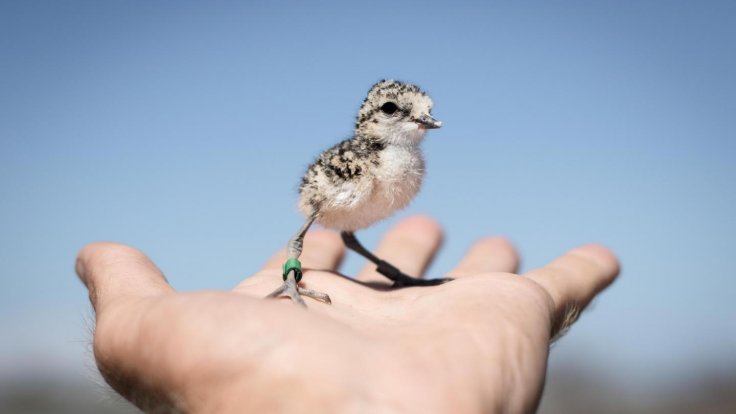 This is a plover chick (Luke Eberhart-Philips)