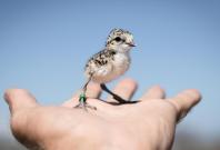 This is a plover chick (Luke Eberhart-Philips)