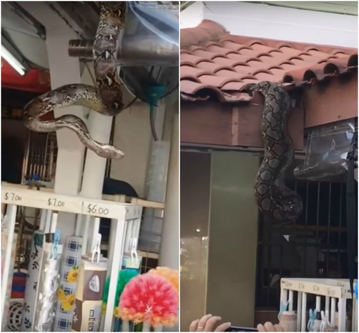 Python found in Bukit Batok Python found in Bukit Batok