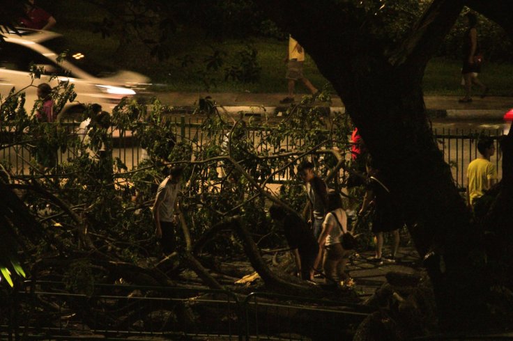 Passers-by help move fallen tree along Ganges Avenue.