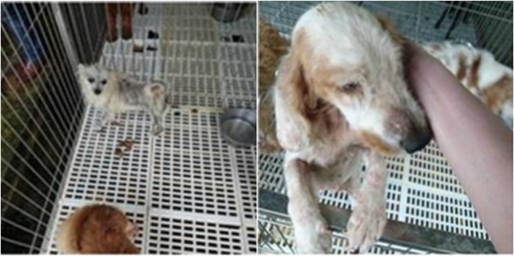 A female Pomeranian and a female Cavalier King Charles Spaniel found in poor health conditions. 