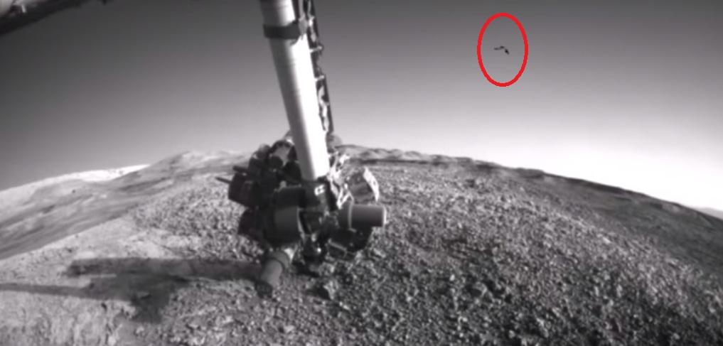 bird on mars