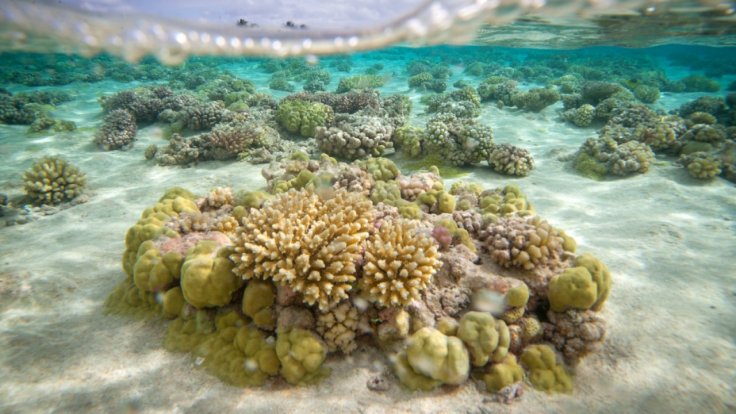 coral-reefs-cant-keep-up-with-the-rate-of-climate-change