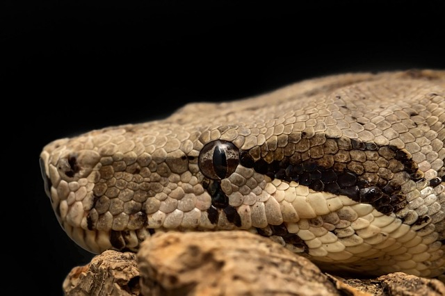 Python spotted in Singapore 