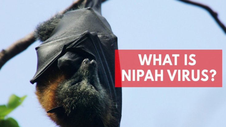 what-is-nipah-virus
