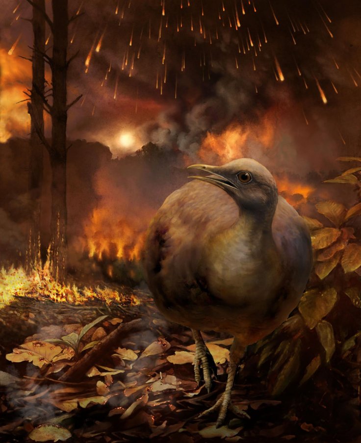 This illustration shows a hypothetical surviving bird lineage -- small-bodied and specialized for a ground-dwelling lifestyle -- fleeing a burning forest in the aftermath of the asteroid strike that eliminated non-avian dinosaurs and destroyed global fore