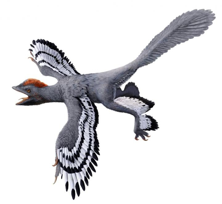 This is a life reconstruction of the bird-like feathered dinosaur Anchiornis. Revised life reconstruction using the new body outline laser-stimulated fluorescence data.