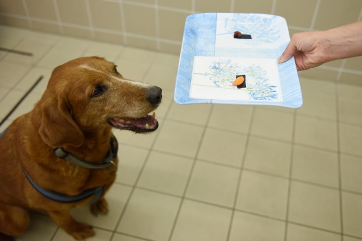 Bucka, the 11 year-old overweight mongrel dog, is seen during a test trying to find the reasons for obesity at the Ethology Department of the ELTE University in Budapest, Hungary, June 13, 2018. Picture taken June 13, 2018