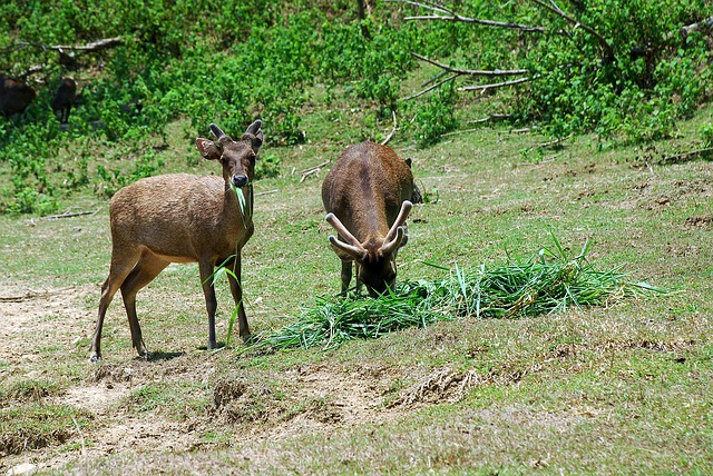 Sambar deer 