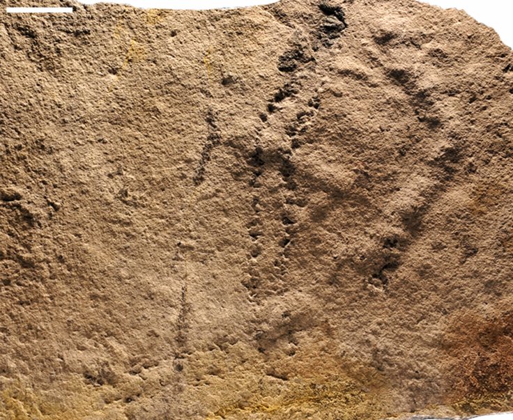 oldest footprints