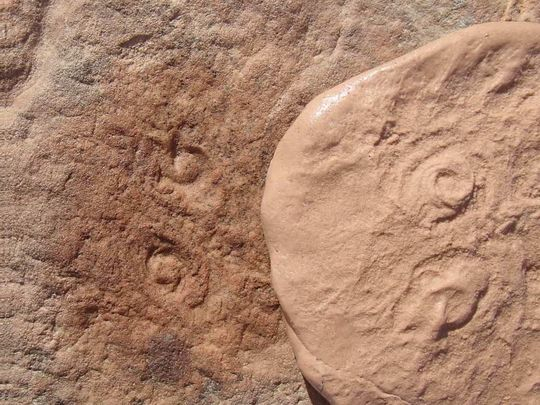 Fossil named after obama