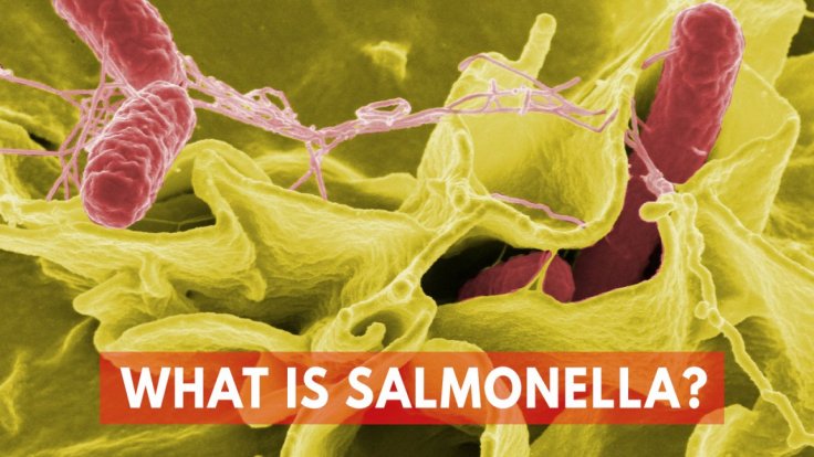 what-is-salmonella what-is-salmonella