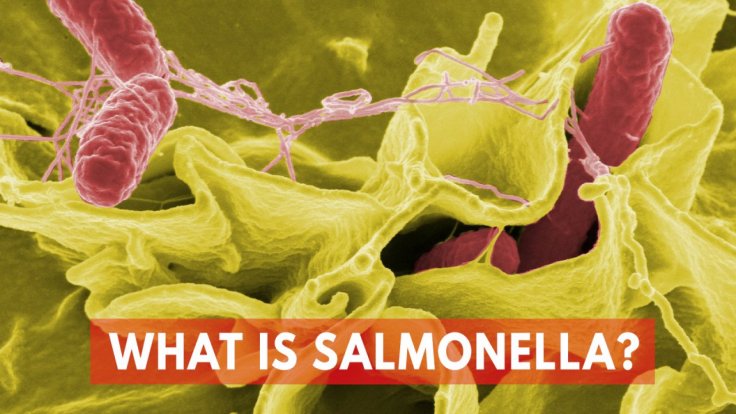 what-is-salmonella