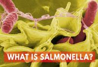 what-is-salmonella what-is-salmonella