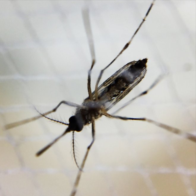 Singapore: Rise in dengue cases, 200 new cases reported for 7th consecutive week Singapore: Rise in dengue cases, 200 new cases reported for 7th consecutive week