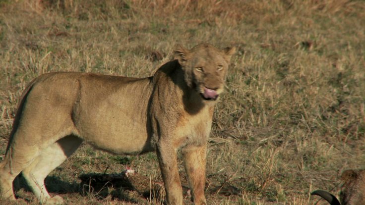 three-poachers-eaten-by-lions-after-trying-to-hunt-rhinos-in-game-reserve