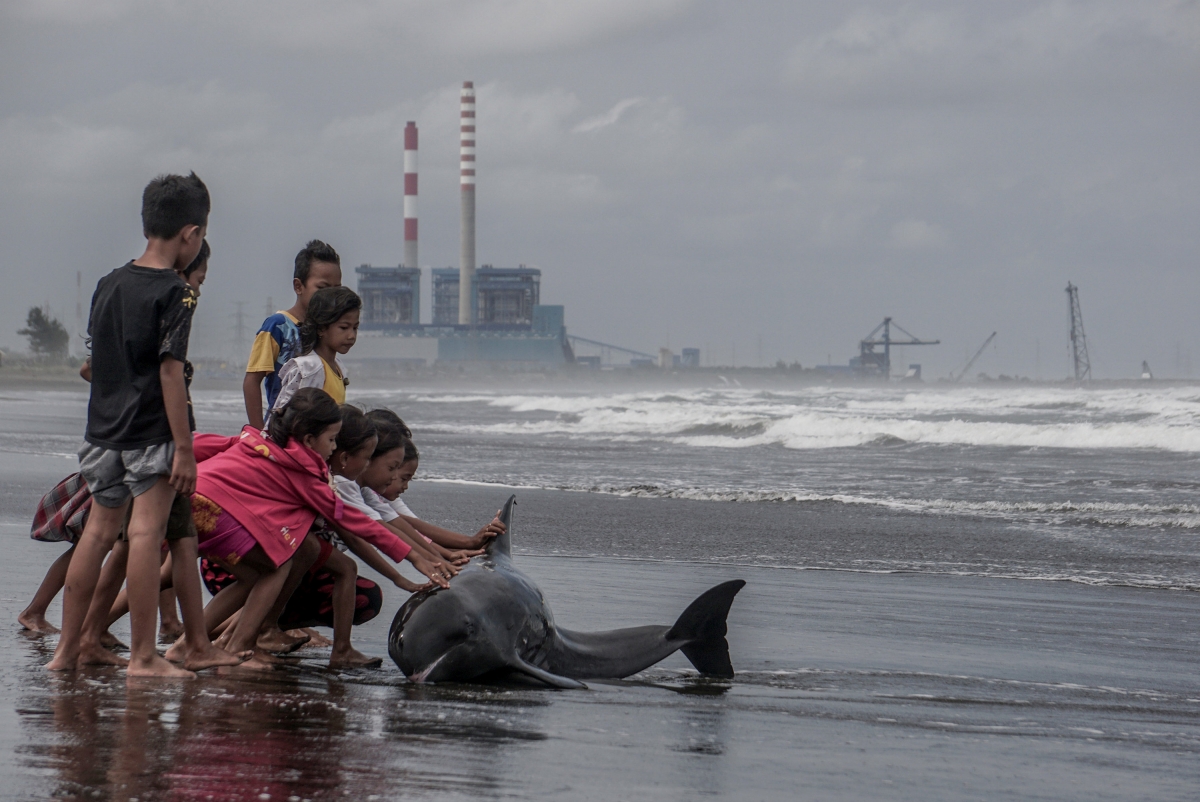Indonesia: Children try to push an injured dolphin back into the water after it washed ashore during bad weather and high tide on a beach in Cilacap
