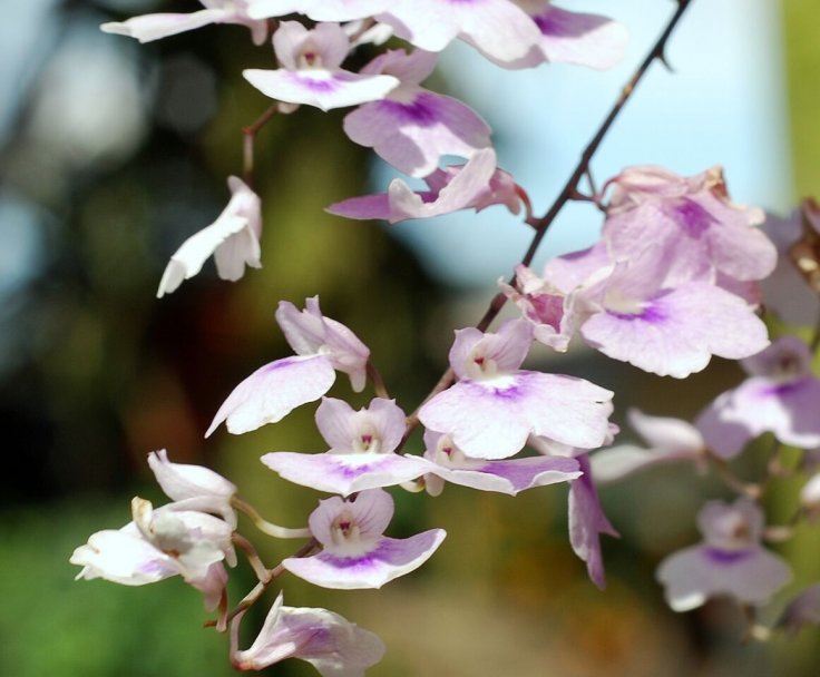 Ionopsis utricularioides - flower 