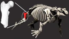 Paleoparadoxia skeleton and 3D model of EESUT-PV-0001.