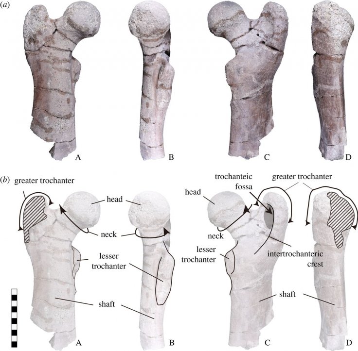 The right femur of Paleoparadoxia (EESUT-PV-0001). (a) Photograph and (b) line drawing. A: cranial view; B: interior view; C: caudal view; and D: exterior view. The scale bar is 10 cm.