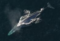 whale-dolphin hybrid 
