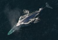 whale-dolphin hybrid 