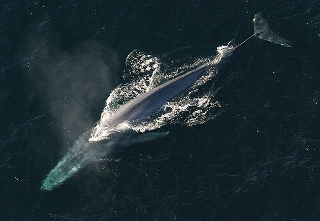 whale-dolphin hybrid 