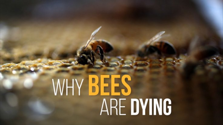 why-bees-are-dying