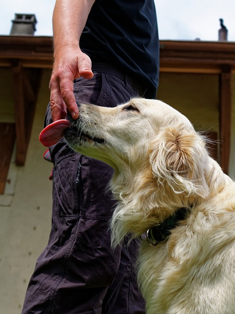 dog licks dog licks