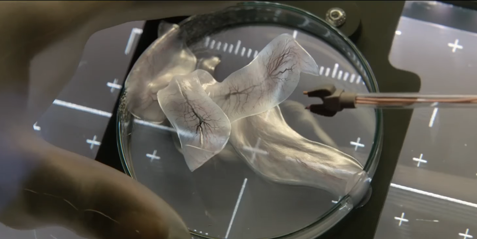 Screenshot of 'Life' movie creature  