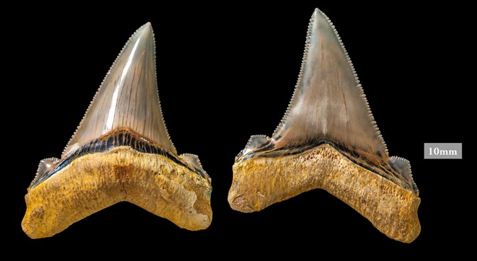 Carcharocles angustidens teeth
