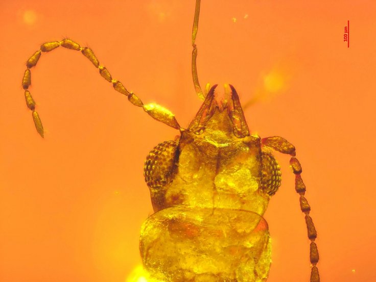 This image shows a dorsal view of the mid-Cretaceous beetle Cretoparacucujus cycadophilus, including the mandibular cavities it likely used for pollination.