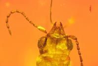 This image shows a dorsal view of the mid-Cretaceous beetle Cretoparacucujus cycadophilus, including the mandibular cavities it likely used for pollination. This image shows a dorsal view of the mid-Cretaceous beetle Cretoparacucujus cycadophilus, including the mandibular cavities it likely used for pollination.