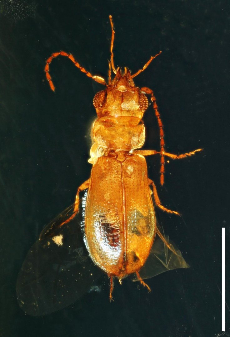 This image shows a dorsal view of the mid-Cretaceous beetle Cretoparacucujus cycadophilus with a 1mm scale bar.