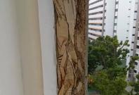 Screenshot of a video showing pieces of old newspaper stuffed in the walls of a balcony at an HDB flat. Screenshot of a video showing pieces of old newspaper stuffed in the walls of a balcony at an HDB flat.