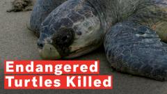 300-endangered-turtles-killed-after-being-caught-in-fishermans-net