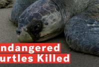 300-endangered-turtles-killed-after-being-caught-in-fishermans-net