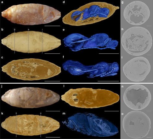 X-ray tomography of fossils with adult wasps inside